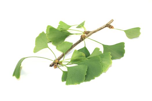 fresh Ginkgo twig on a bright background