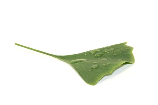 Ginkgo leaf with water drops on a bright background