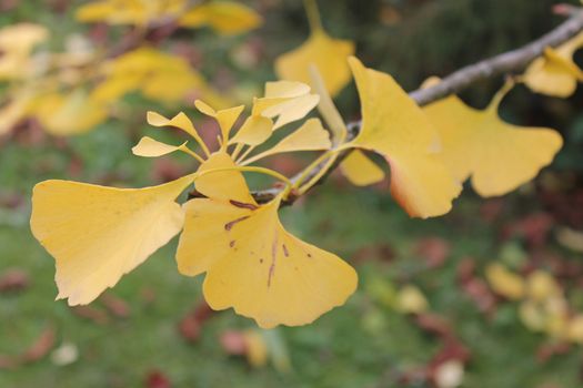 a Ginkgo twig with yellow leaves on a meadow