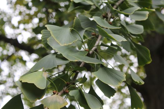 a Ginkgo twig with green leaves on the sky