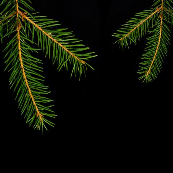 Christmas green spruce branch isolated on black background