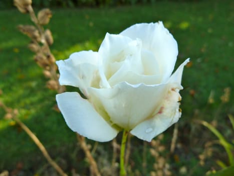 Beautiful white rose against a green background