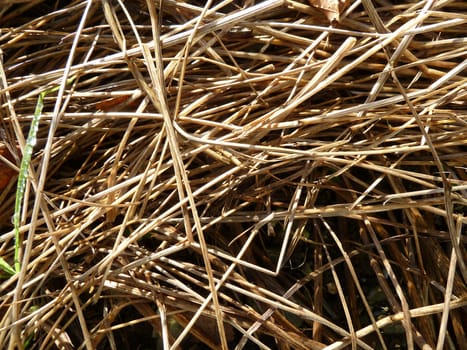 Dry brown grass as a background