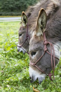 detail shot of two brown donkeys eating grass