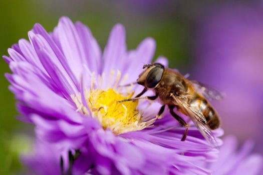 bee harvesting nectar on purple autumnal flower