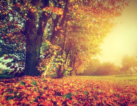 Autumn, fall landscape in park. Colorful leaves, sun shining through trees.