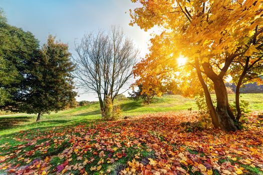 Autumn, fall landscape in park. Colorful leaves, sunny blue sky.