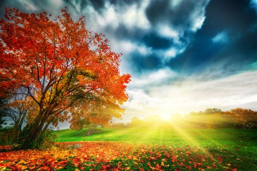 Autumn, fall landscape in park. Colorful leaves, sunny blue sky at sunset