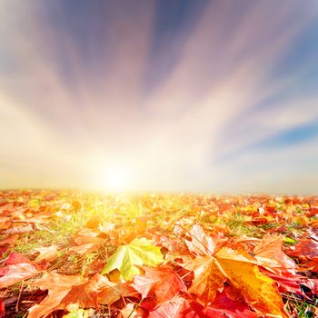 Autumn, fall landscape. Colorful leaves, sunset sunny sky. Perfect for background