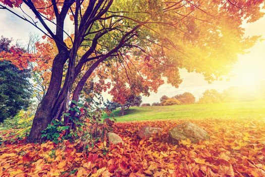 Autumn, fall landscape in park. Colorful leaves, sun shining through tree