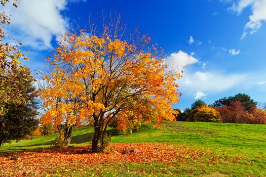 Autumn, fall landscape with a tree full of colorful leaves, sunny blue sky.