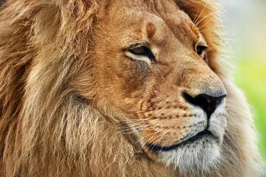 Lion portrait on savanna, safari. Big adult lion with rich mane.