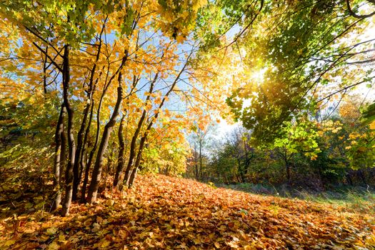 Autumn, fall landscape in forest. Sun shining through colorful leaves, blue sky