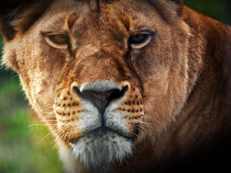 Lioness portrait close-up, front view