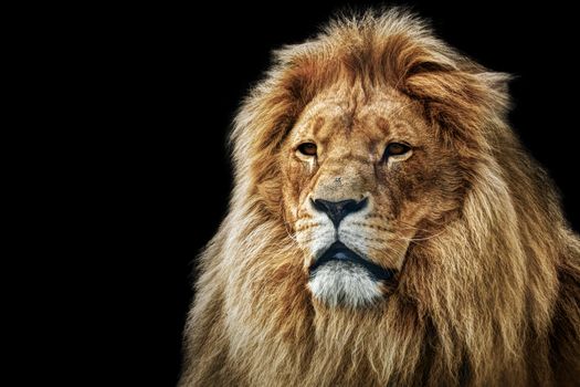 Lion portrait on black background. Big adult lion with rich mane.