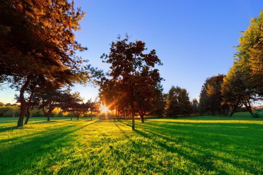 Late summer, autumn sunset in a park. Sunbeams on green lawn