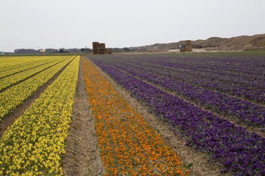 Flower fields in the meadows of Texel