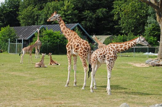 giraffes in aalborg zoo Denmark