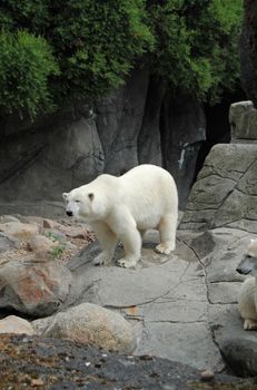 polar bear in aalborg zoo denmark