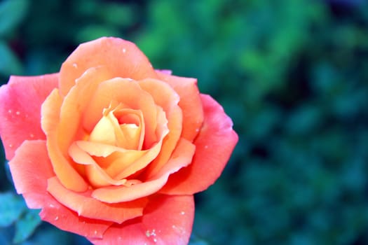 orange rose on green background