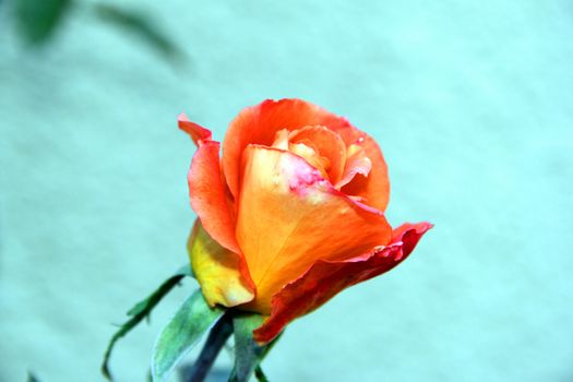 orange rose on blue background