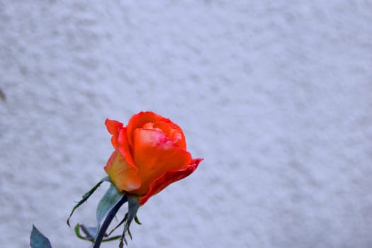 orange rose on abstract background