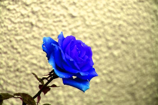 blue rose on abstract background