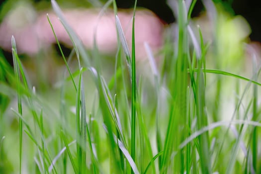 Summer picture of green saturate grass texture