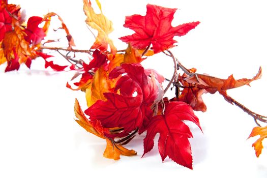 A lot of autumn leaves on a white background