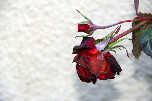 red rose is wilting in autumn