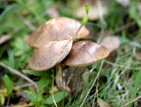 Three mushroom cap boletus in the forest