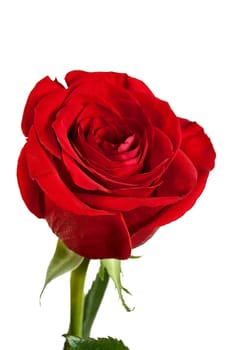 romantic red rose isolated on white background