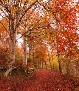 Autumn season in the regional park of Campo dei Fiori, Varese