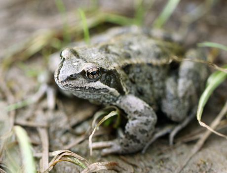 Big brown frog on forest land