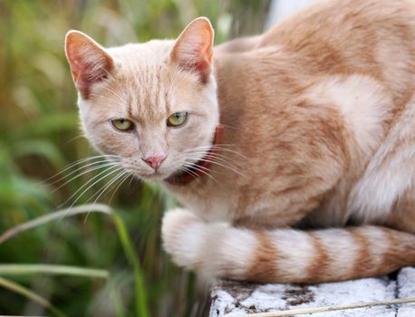 Portrait of a beautiful red cat on a green background
