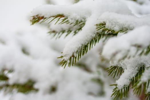 fir branch in snow. Winter holyday macro