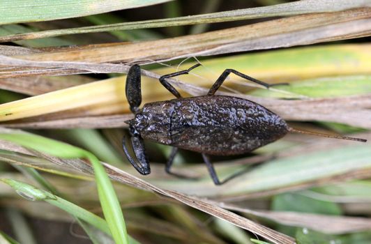 River scorpion sitting on the green grass