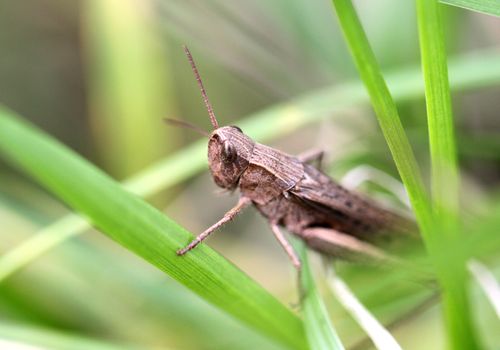 Brown grasshopper sits in a green grass