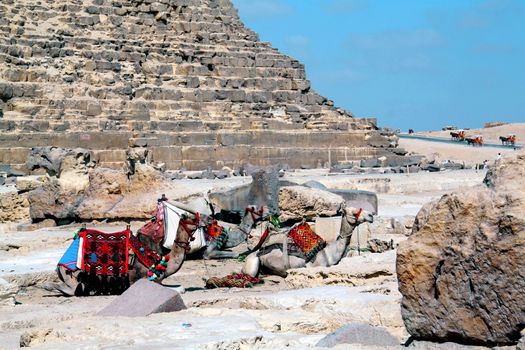 Camels sitting at the Cheops pyramid