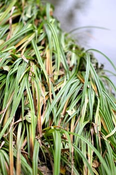 Green grass reeds by the river