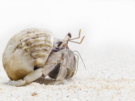 hermit crab crawling on white sand , Bird island, Seychelles