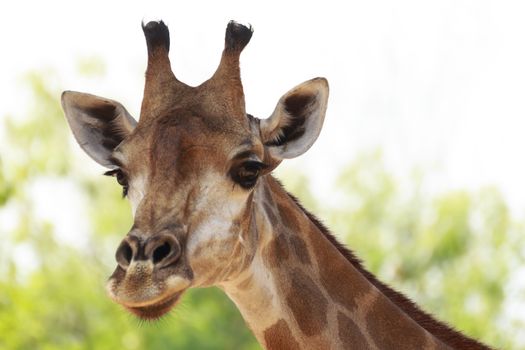 Giraffe; Scientific Name : Giraffa camelopardalis, is an animal , a mammal in the family Giraffidae ruminant is an animal that has featured a high neck and long legs with his first pair with yellow and brown stripes