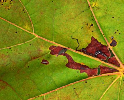 background or texture tree leaf detail with flaw