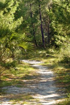 A sandy trail winds it way through a southern pine forest.