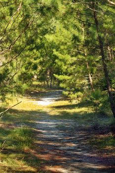 A sandy trail winds it way through a southern pine forest.