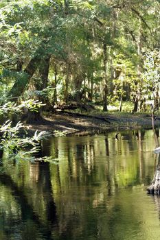 A small river flows through a tropical forest.