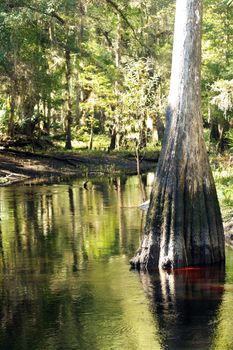 A large cypress tree rises from a small river in a tropical forest. The sun highlights the tannic acid in the water at the base of the tree, which comes from the surrounding vegetation.