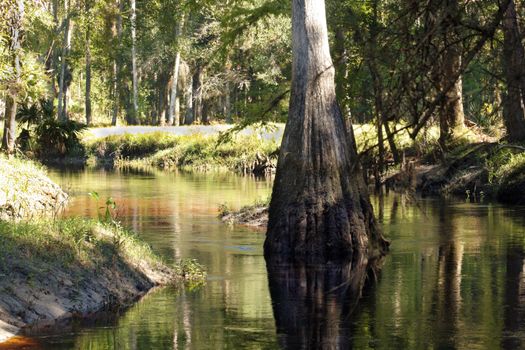 A large cypress tree rises from a small river in a tropical forest.