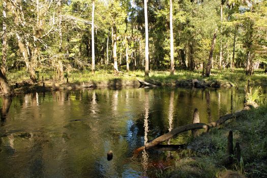 Cypress "knees" in a small tropical river.