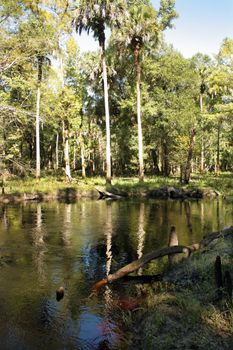 Cypress "knees" in a small tropical river.